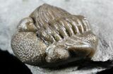 Wide, Enrolled Eldredgeops Trilobite - Ohio #55450-2